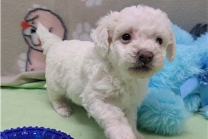 Mitch - Bich-Poo - Bichpoo for sale