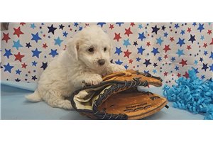 Mitch - Bich-Poo - Bichpoo for sale