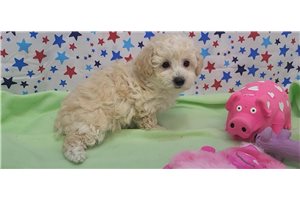 Mylie - Bich-Poo - Bichpoo for sale