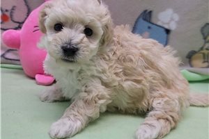 Mylie - puppy for sale