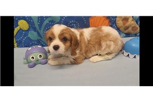Caiden - Cavalier King Charles Spaniel for sale