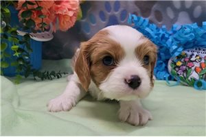 Caiden - puppy for sale