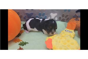 Wiley - Cavalier King Charles Spaniel for sale
