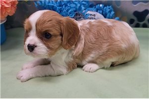 Caesar - puppy for sale