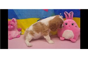 Cabaret - Cavalier King Charles Spaniel for sale
