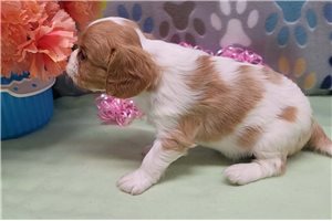 Cabaret - Cavalier King Charles Spaniel for sale