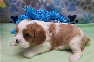 Caleb - puppy for sale