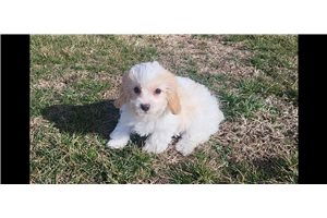 Fausta - Cavapoo for sale