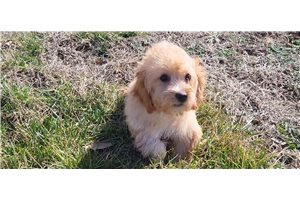 Fern - Cavapoo for sale
