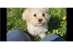 Floss - Cavapoo for sale