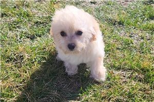 Floss - Cavapoo for sale