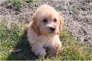 Fern - Cavapoo for sale