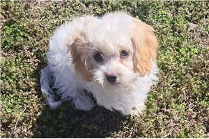 Fausta - Cavapoo for sale