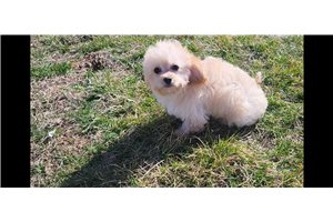 Floss - Cavapoo for sale