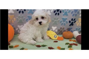 Vermont, a Mal-Shi puppy