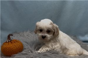 Vermont - Mal-Shi for sale