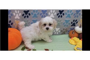 Victor, a Mal-Shi puppy