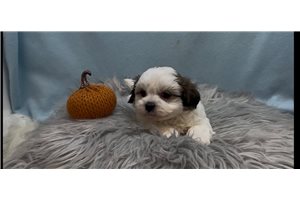 Vesper, a Mal-Shi puppy