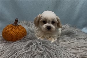 Victor - puppy for sale