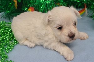 Iker - puppy for sale