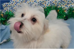 Fisher - Maltese for sale