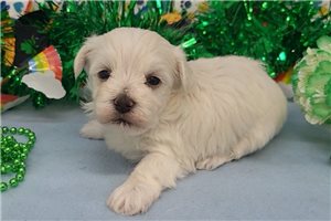 Isaiah - puppy for sale