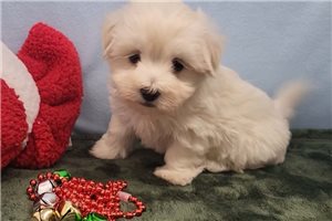 Felipe - Maltese for sale