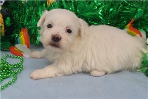 Isaac - Maltese for sale