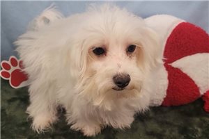 Freddie - Maltese for sale