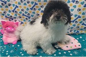 Nolan - Malti Poo - Maltipoo for sale