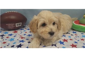 Jeremy - Malti Poo - Maltipoo for sale