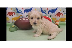 Jeremy - Malti Poo - Maltipoo for sale