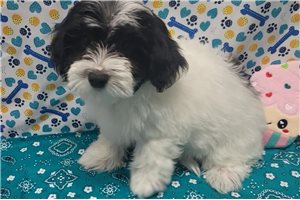 Nathan - Malti Poo - Maltipoo for sale
