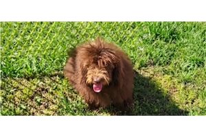 Mateo - Malti Poo - Maltipoo for sale