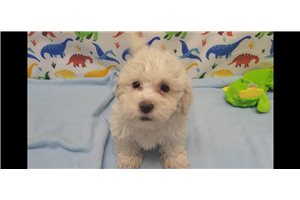 Jerrick - Malti Poo - Maltipoo for sale
