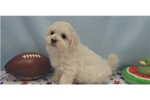 Jerry - Malti Poo - Maltipoo for sale