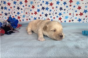 Jeremy - Malti Poo - Maltipoo for sale
