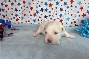 Jerrick - puppy for sale