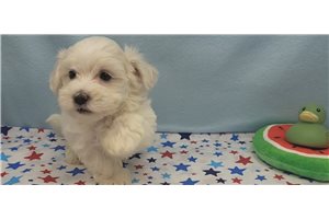 Jerrick - Malti Poo - Maltipoo for sale
