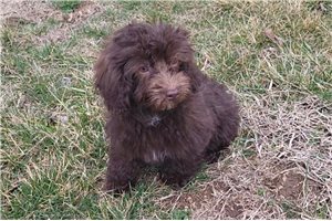 Mateo - Malti Poo - Maltipoo for sale