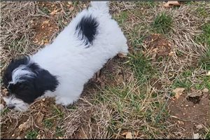 Nathan - Malti Poo - Maltipoo for sale