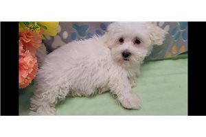 Jerrick - Malti Poo - Maltipoo for sale