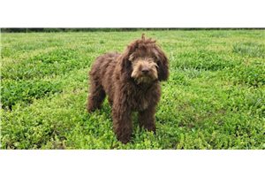 Mateo - Malti Poo - Maltipoo for sale