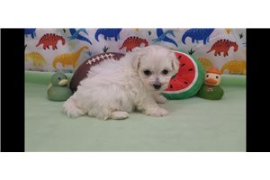 Jerry - Malti Poo - Maltipoo for sale
