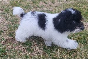 Nolan - Malti Poo - Maltipoo for sale