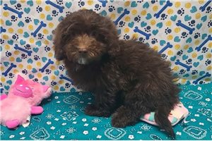 Mateo - Malti Poo - Maltipoo for sale