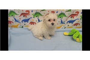 Jerry - Malti Poo - Maltipoo for sale
