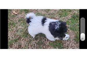 Nolan - Malti Poo - Maltipoo for sale