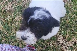 Nathan - Malti Poo - Maltipoo for sale