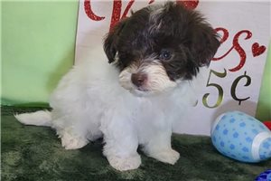 Noah - puppy for sale